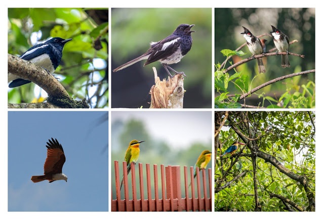 Birds of Kerala